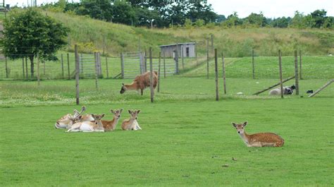 enghave dyre og naturpark|Enhave Dyre